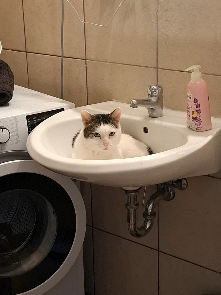 Kameh által feltöltött GIF