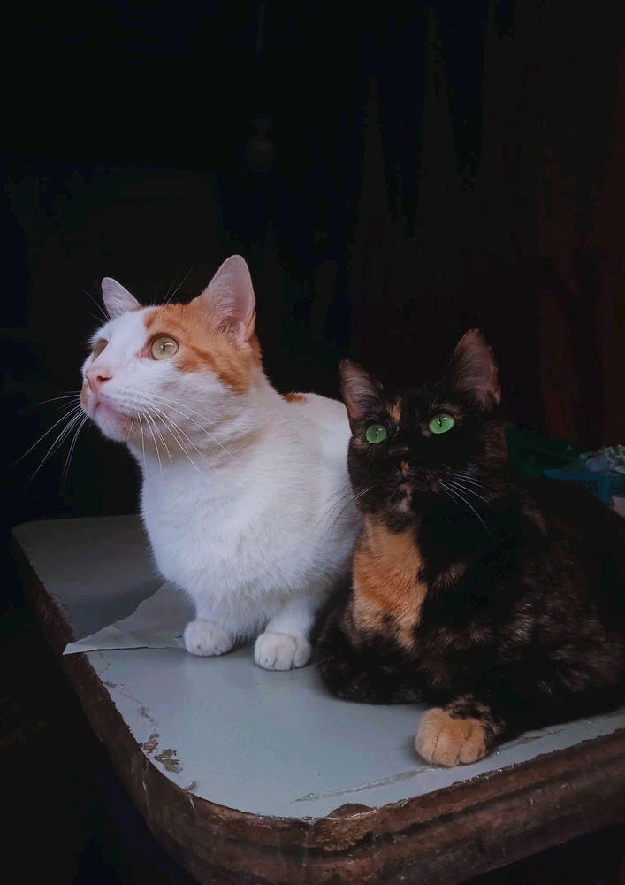 GIF subido por Astrid