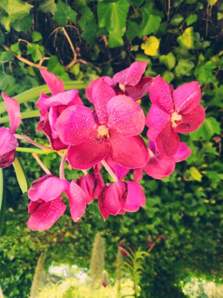 Le château de Cheverny🤴👸🦌🌳⚘️