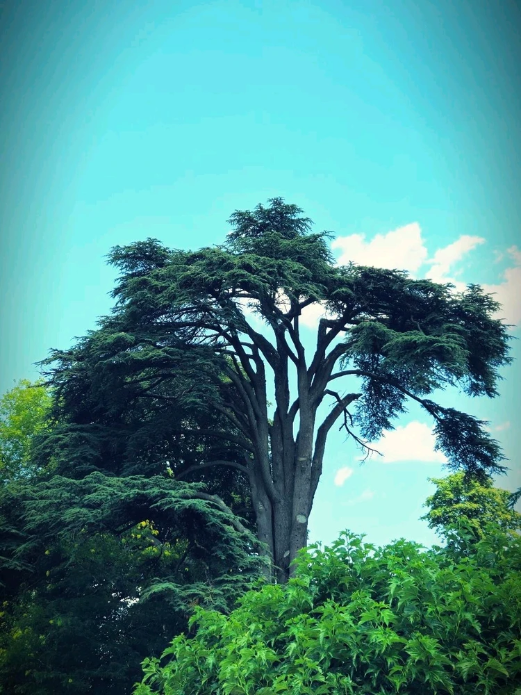 Le château de Cheverny🤴👸🦌🌳⚘️