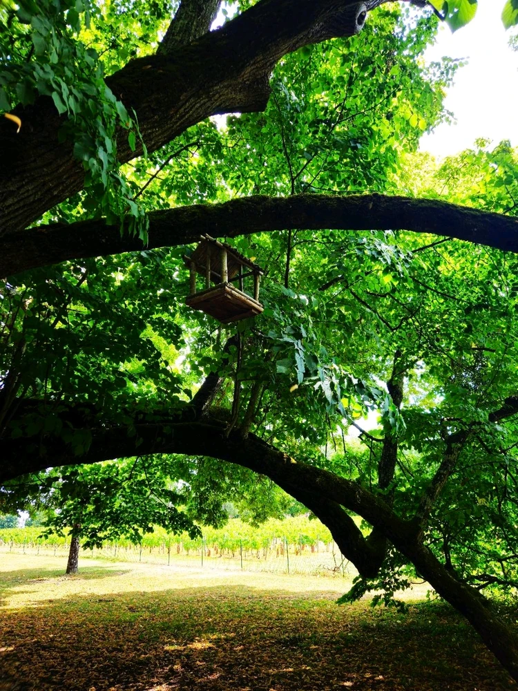 Le château de Cheverny🤴👸🦌🌳⚘️