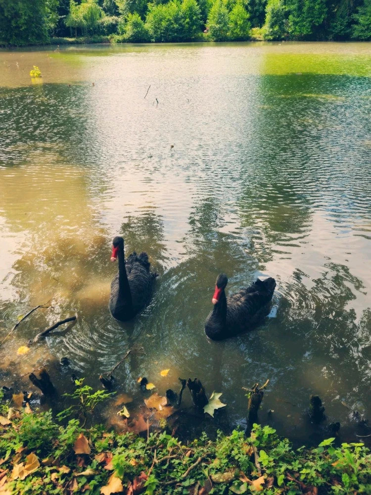 Le château de Cheverny🤴👸🦌🌳⚘️