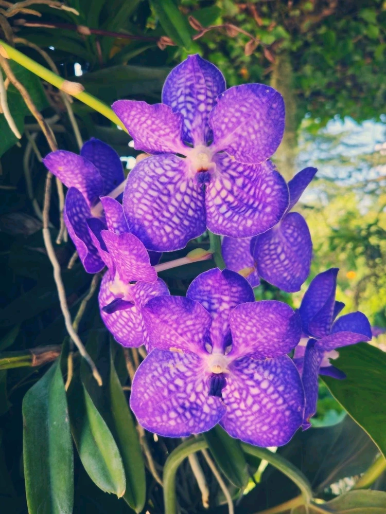 Le château de Cheverny🤴👸🦌🌳⚘️