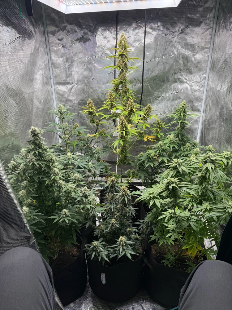Current Grow status