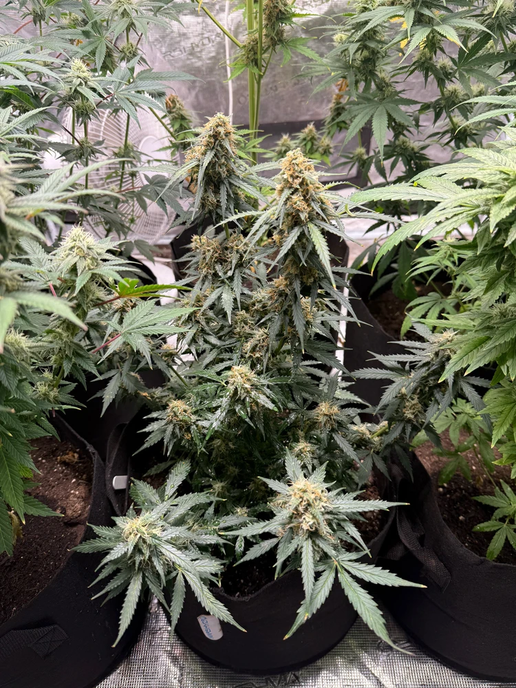Current Grow status