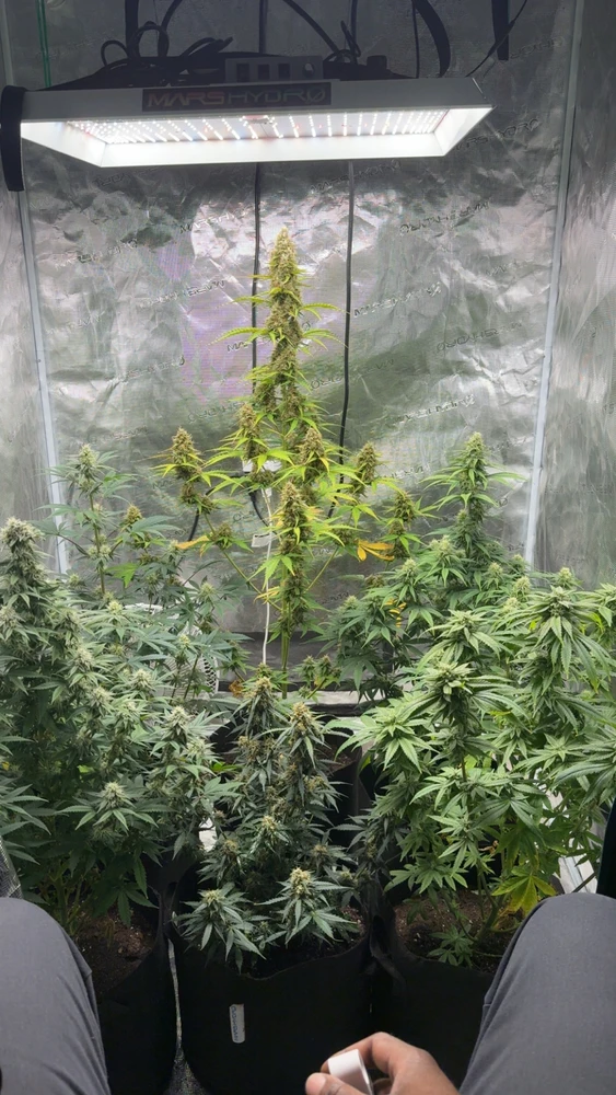 Current Grow status