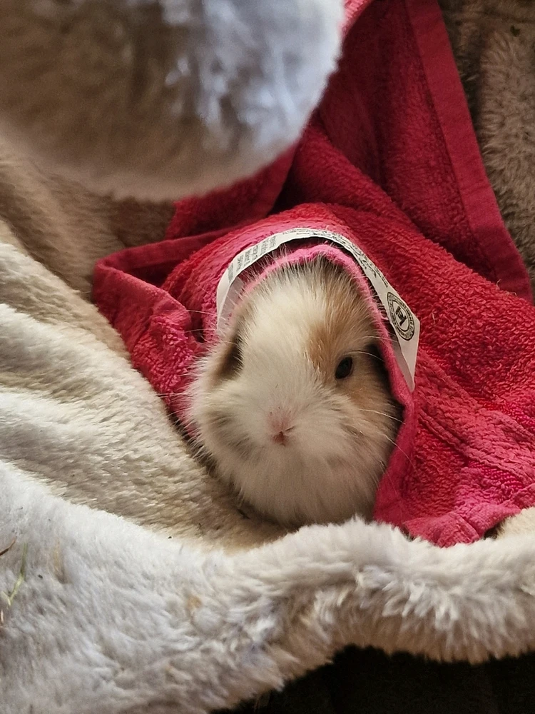 Bild hochgeladen von Ocho