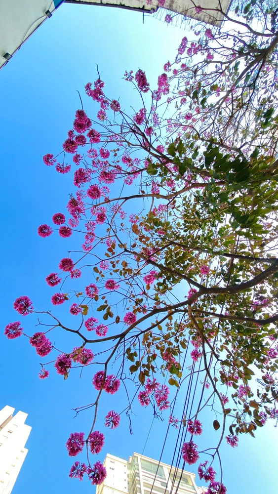 Imagem enviada por Italo