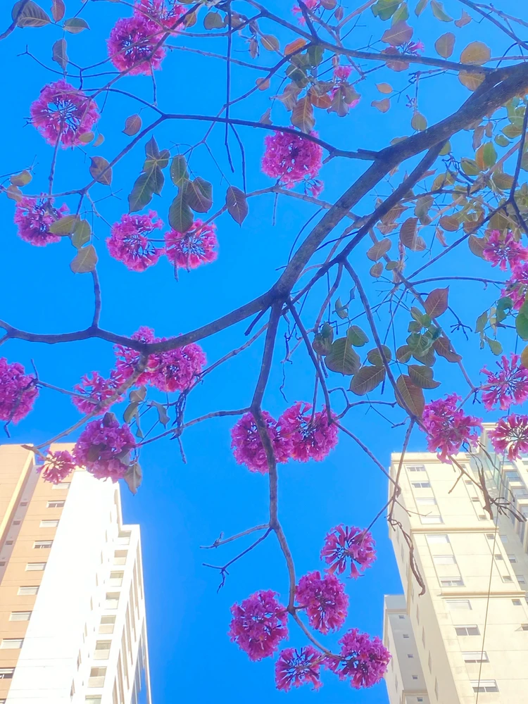 Imagem enviada por Italo