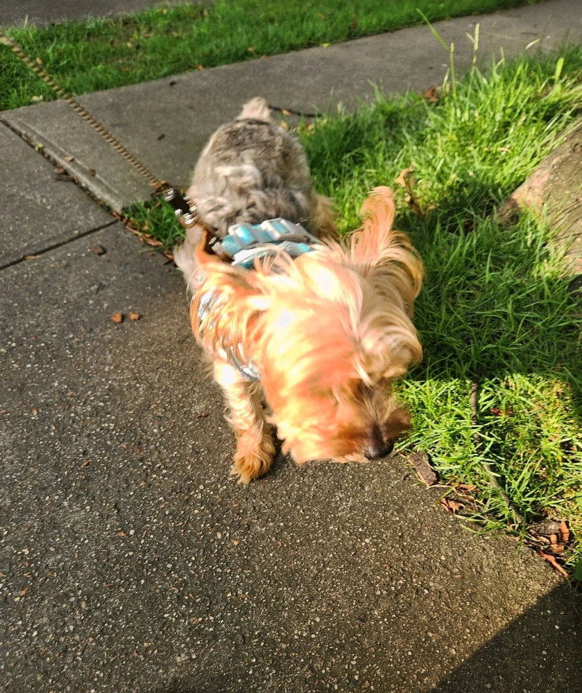 Image uploaded by 《🌹.::Lenöré::.🌹》