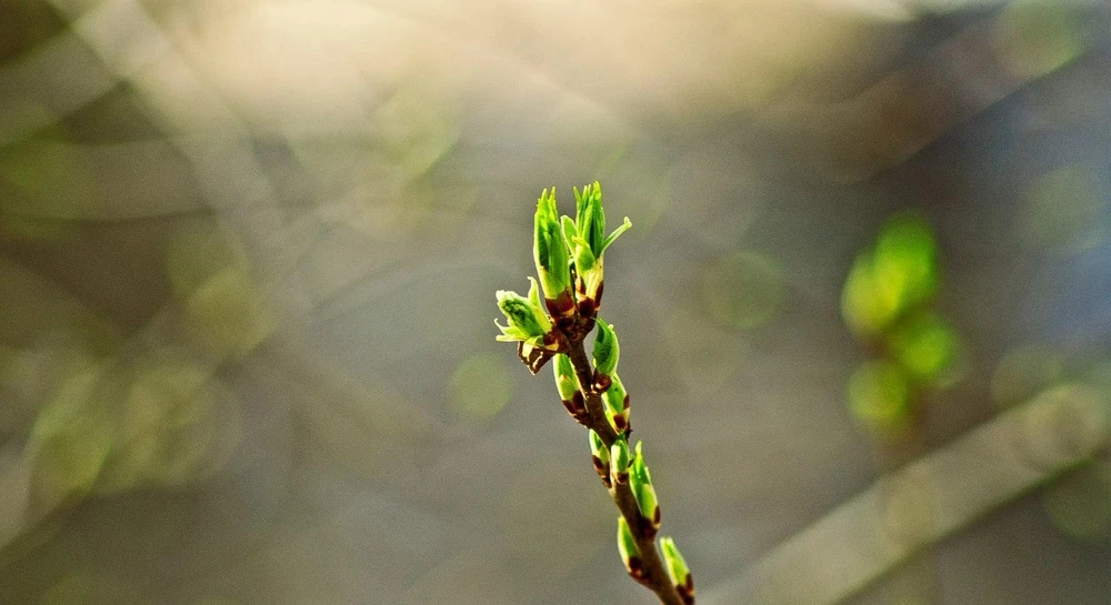 Image uploaded by Katyusha