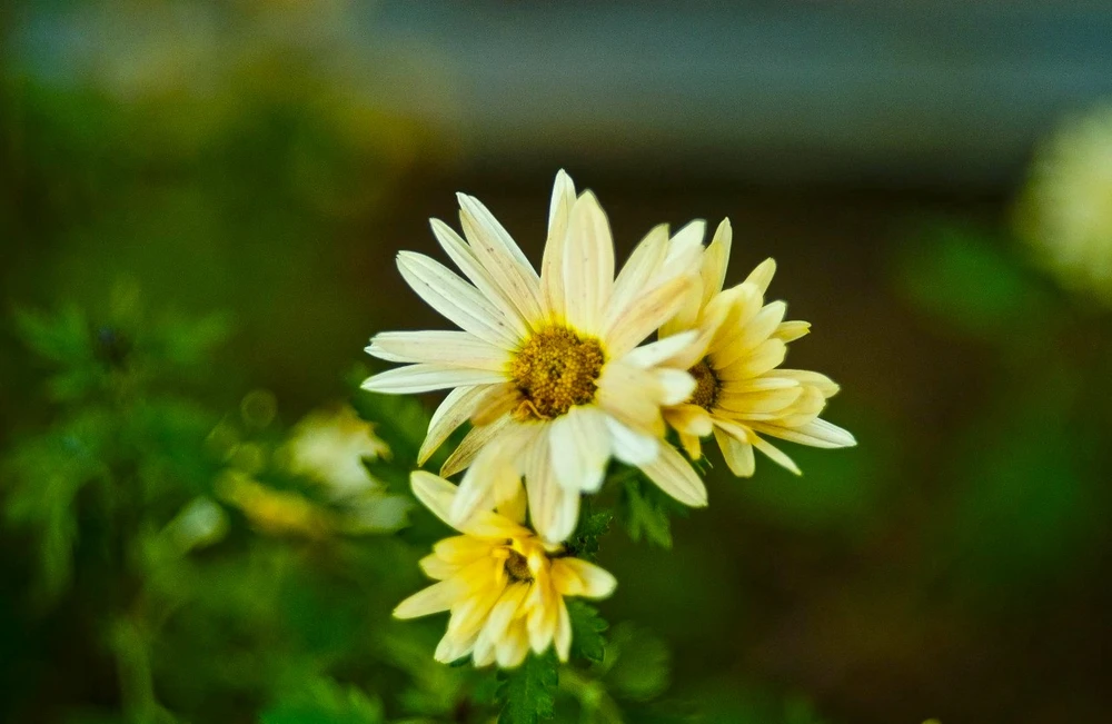 Image uploaded by Katyusha