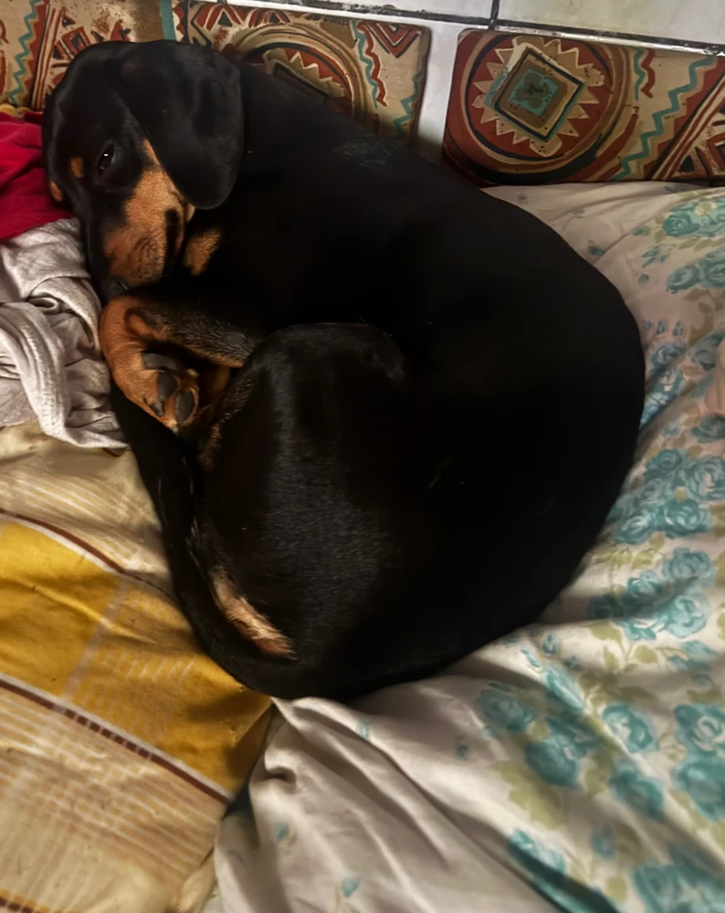 Zoltán által feltöltött GIF