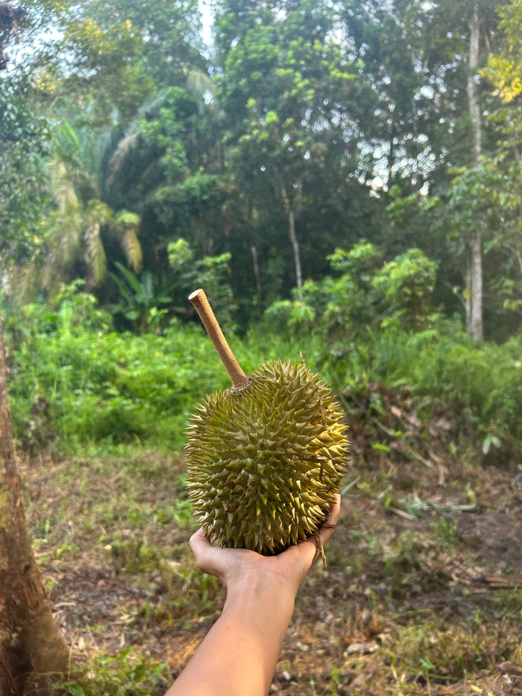 Gambar diunggah oleh otte ella