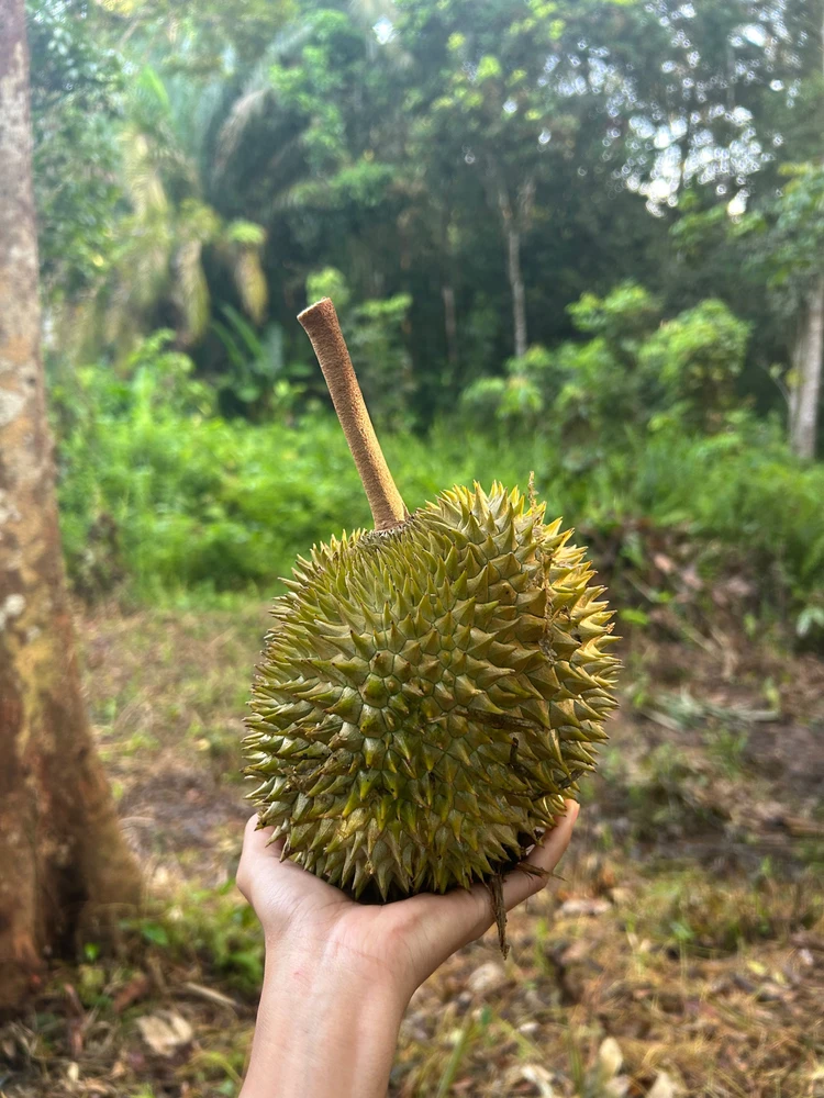 Gambar diunggah oleh otte ella