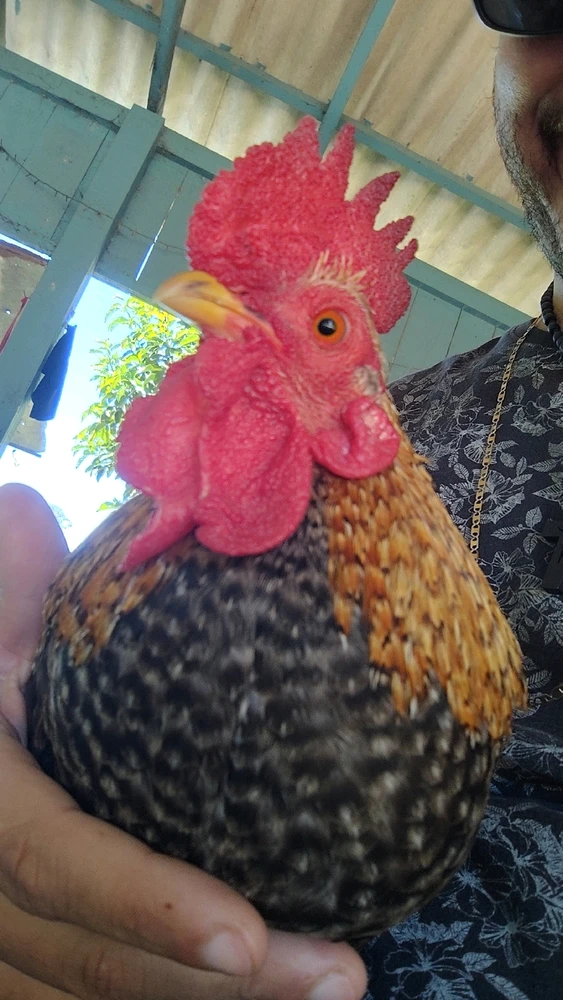 GIF enviado por Felipe