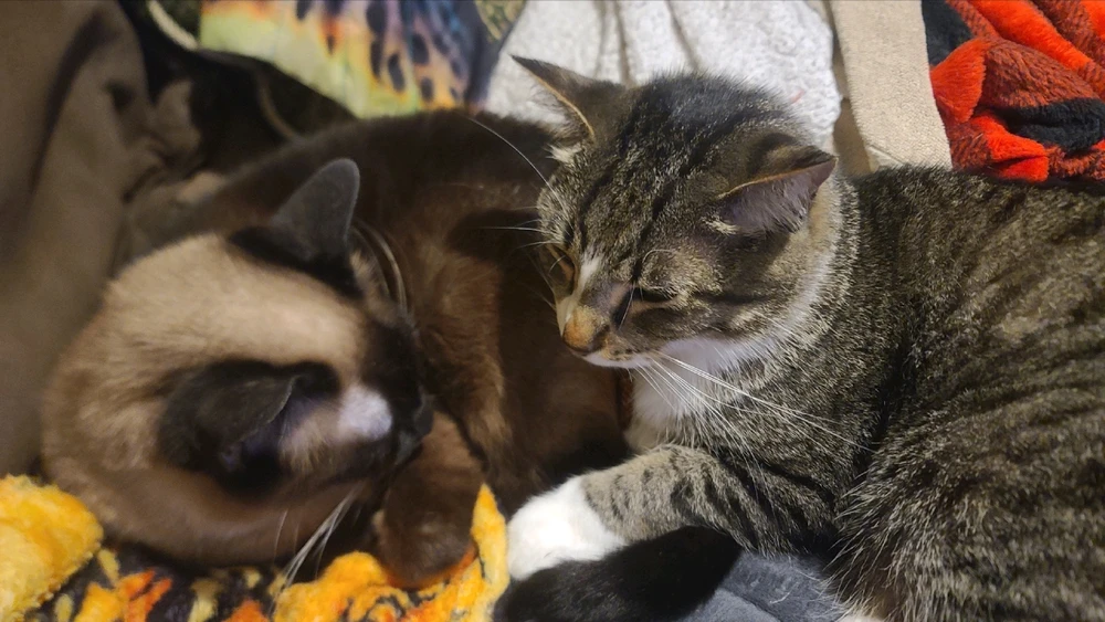 GIF uploaded by Mynx