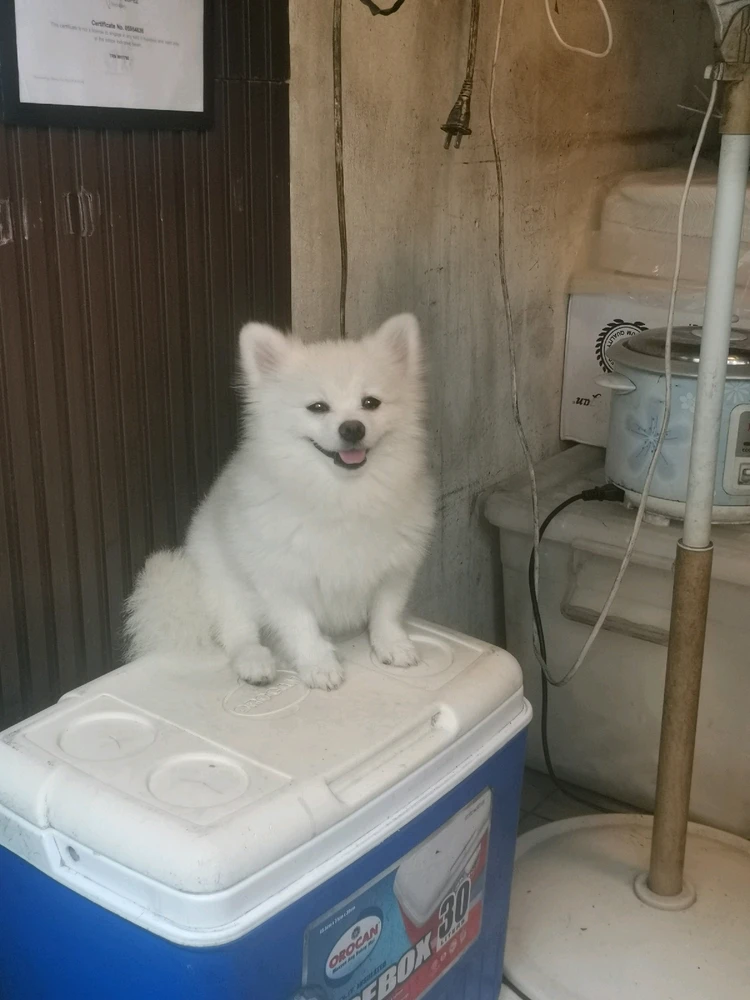 GIF na in-upload ni Eukharu