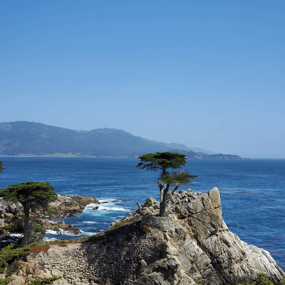 The Lone Cypress