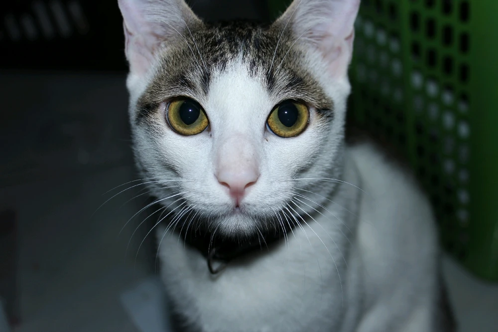 GIF na in-upload ni Alya