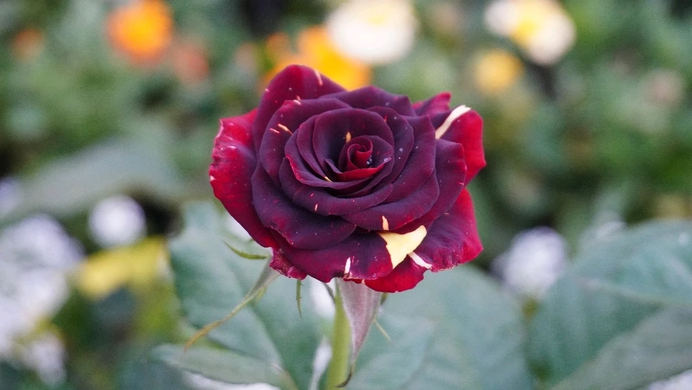 Image uploaded by Krishna Prasad