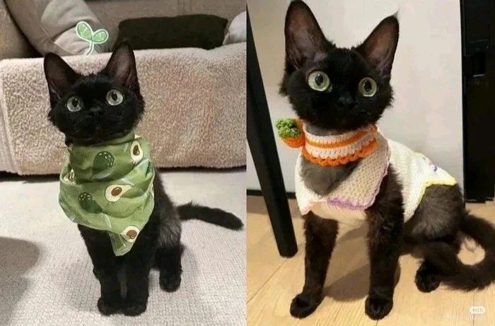 Λες και βγήκε από ταινία studio ghibli