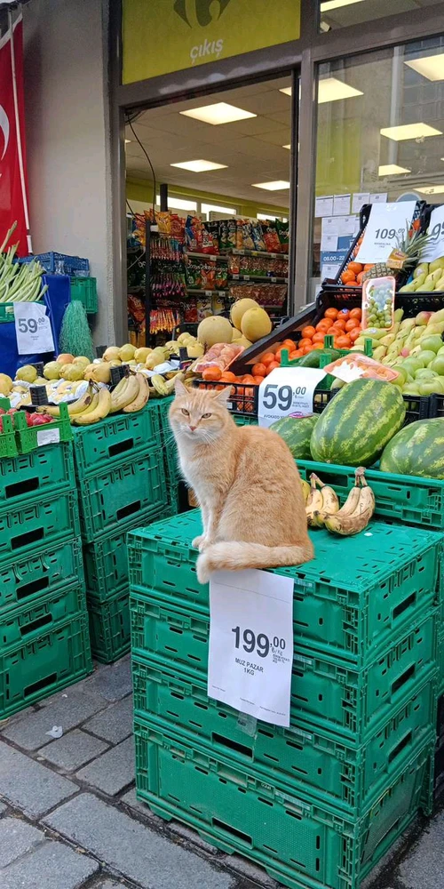 Toprak tarafından yüklenen GIF