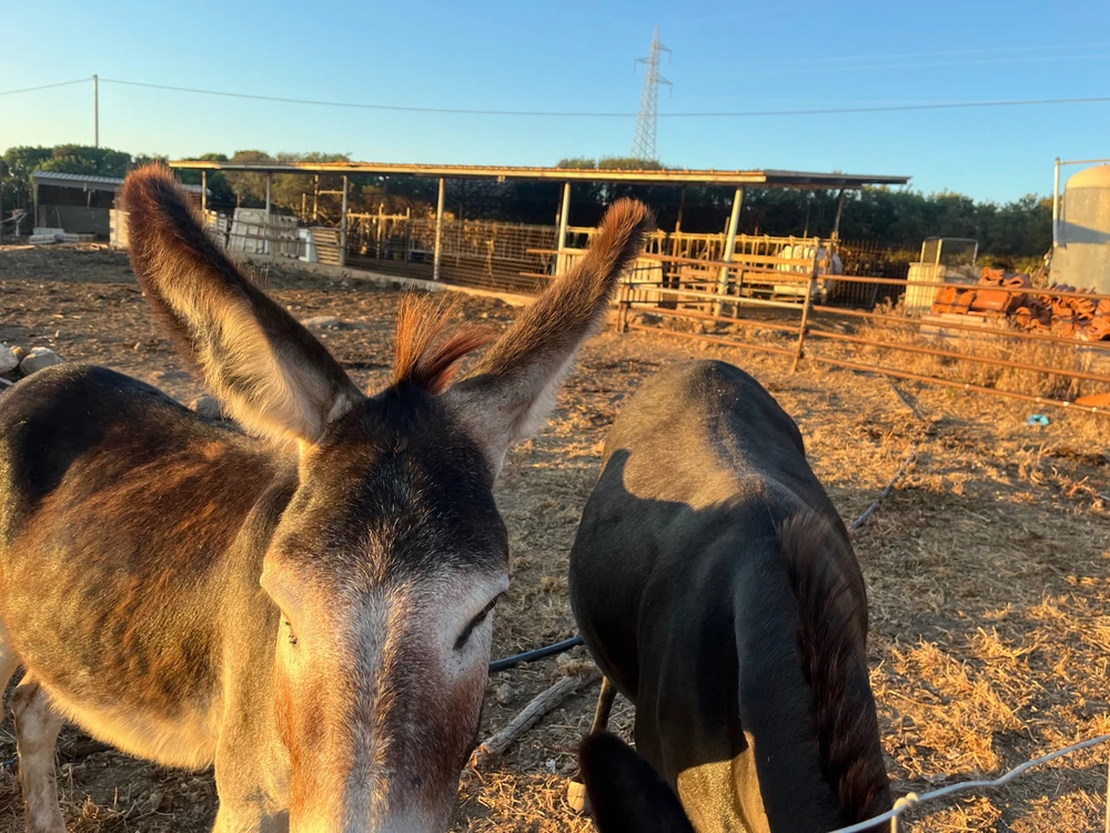 Immagine caricata da Marti