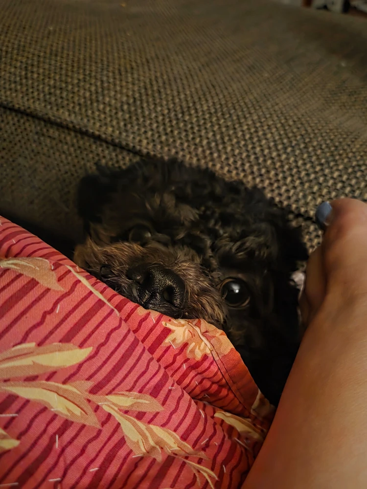 Gambar diunggah dening Nico