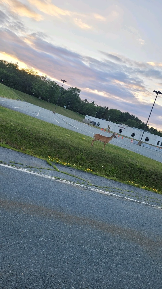 Image uploaded by Logan