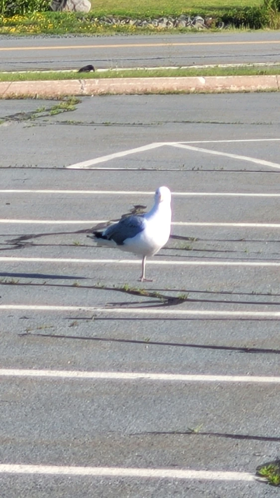 Image uploaded by Logan