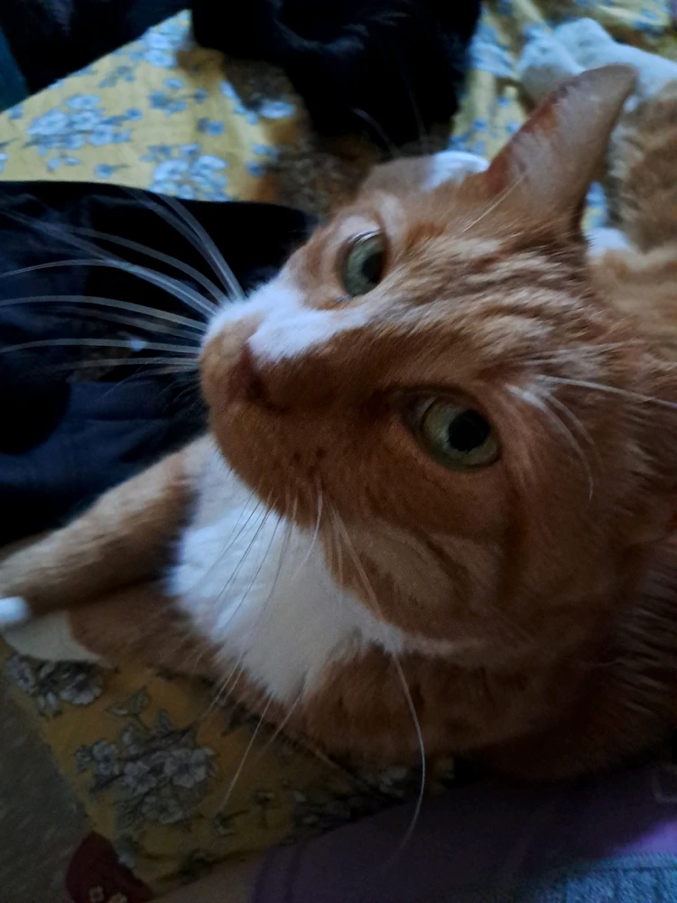 Image uploaded by Rosanna