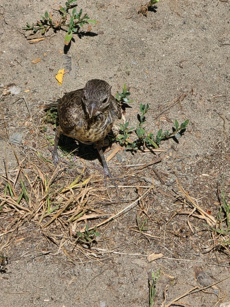 Image uploaded by Kujo