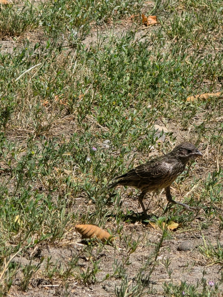 Image uploaded by Kujo