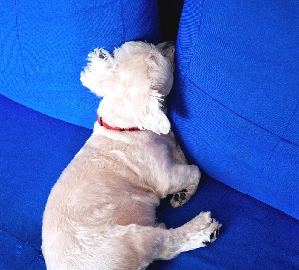 GIF uploaded by KiKi