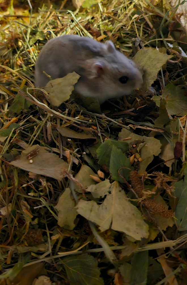 GIF hochgeladen von Kimi Nightstar