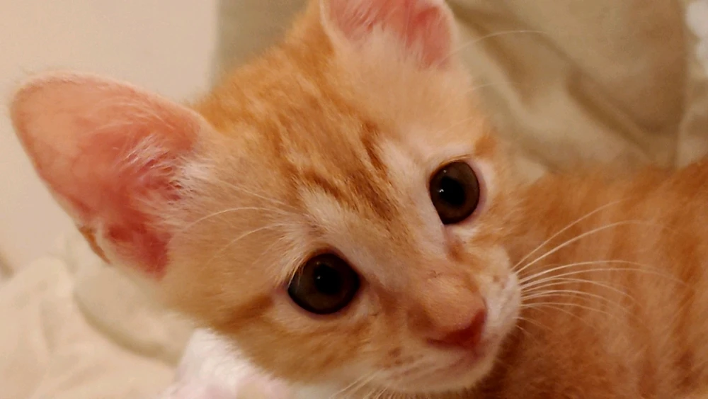 小彬上傳的圖片