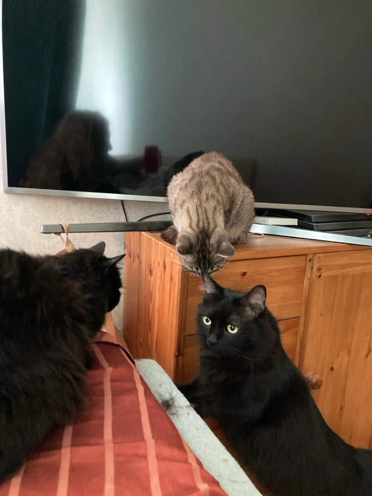 GIF uploaded by Reigo