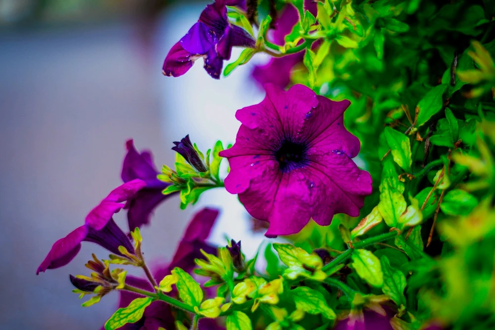 Nuotrauką įkėlė Gytis