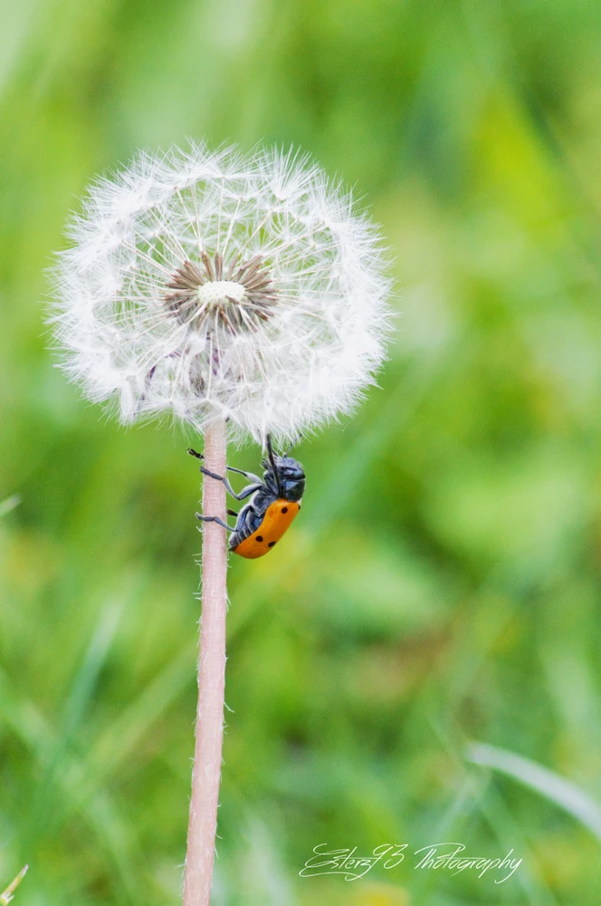 Immagine caricata da Ester