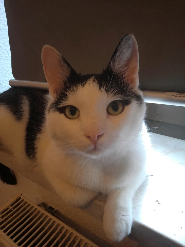 GIF hochgeladen von Bastian