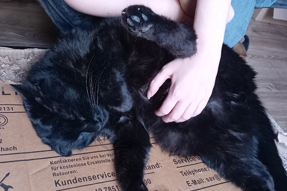 Mes très chers sujets humains...