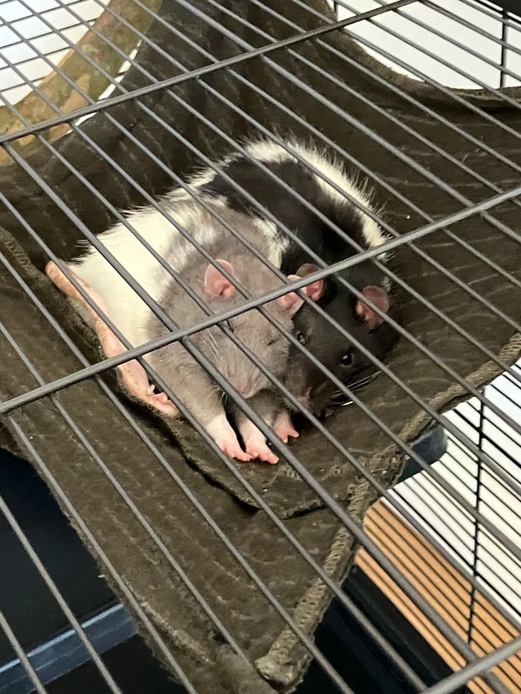 GIF ajouté par Neptune