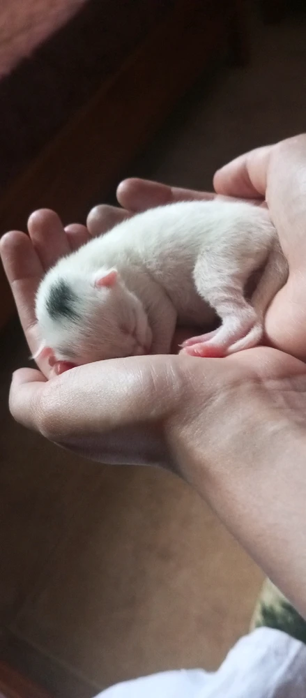 GIF diunggah dening Issy