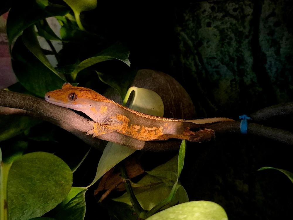 GIF hochgeladen von Hagalaz