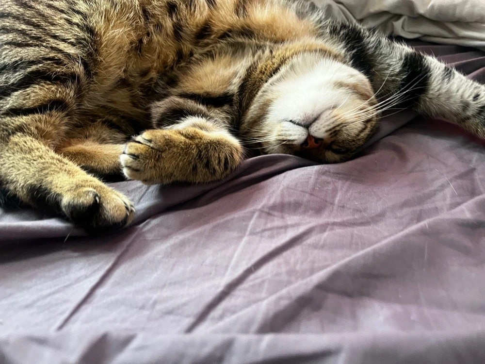 Image ajoutée par Nicolas