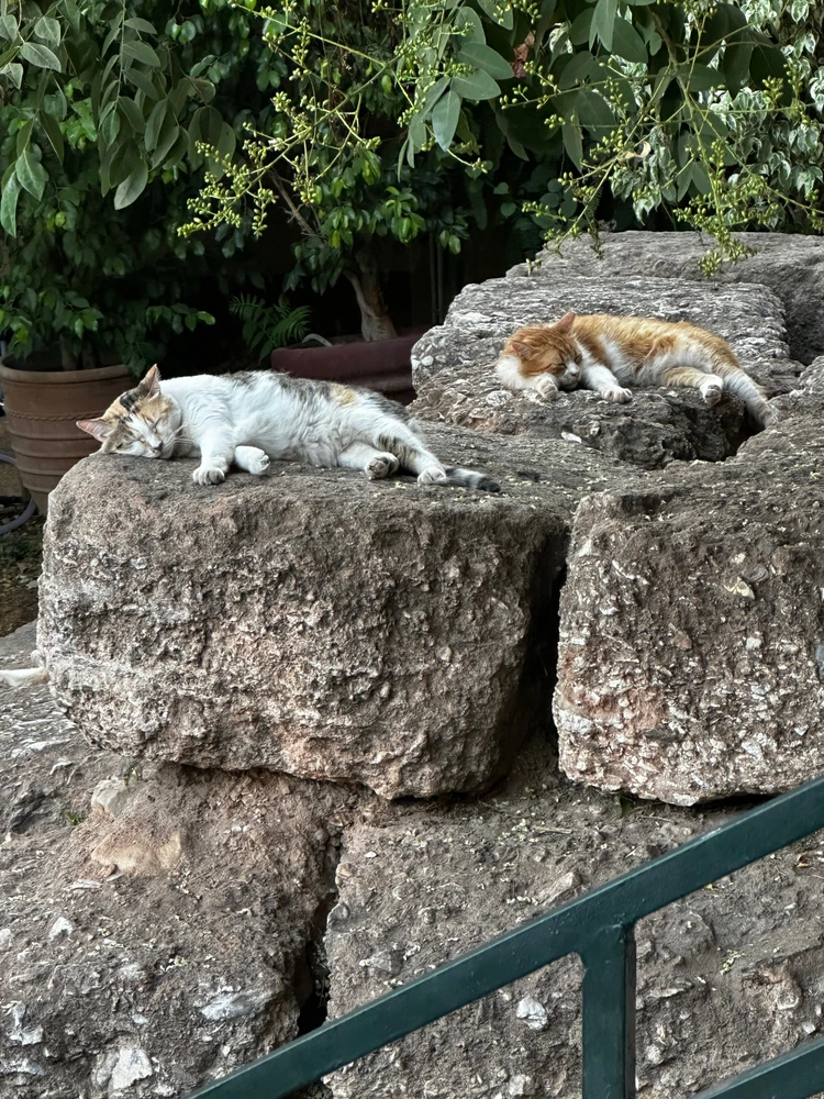 Image uploaded by Katie