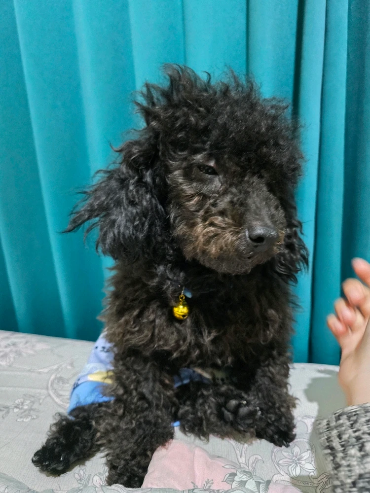 LIA 上傳的 GIF
