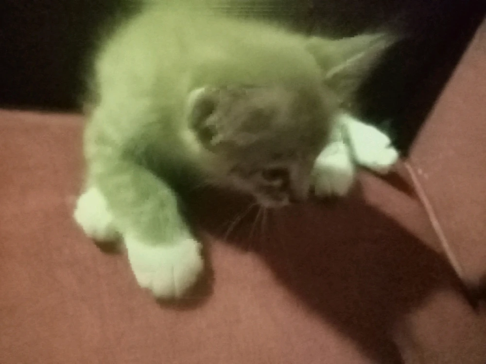 Imej dimuat naik oleh Nazri