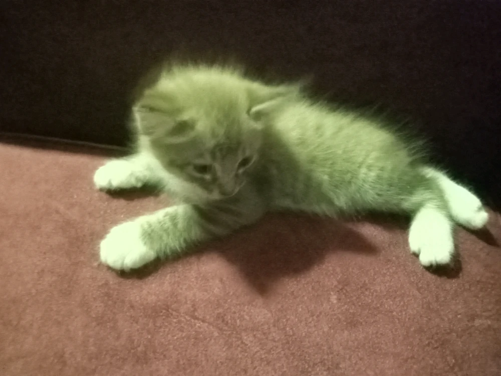 Imej dimuat naik oleh Nazri